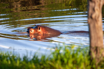Hippopotamus swimming in river.