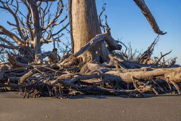 Large bare tree and driftwood on the beach
