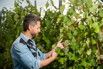 enologist with garden scissors. farmer cut grapevine. vinedresser cutting grapes bunch.