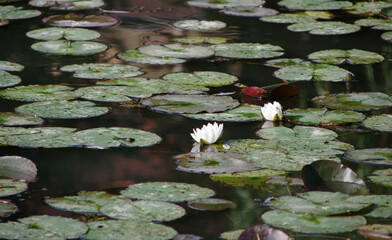 white water lily