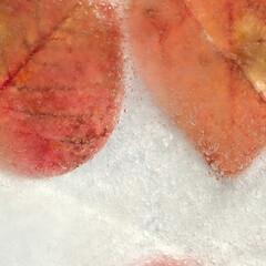 Dark red autumnal leaves frozen in a block or ice, macro background