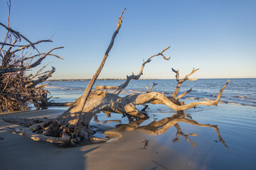 Large bare tree and driftwood on the beach

