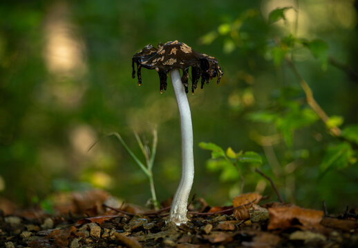 magpie inkcap