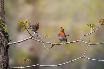 European robin during the breeding season