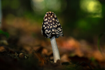 magpie inkcap mushroom
