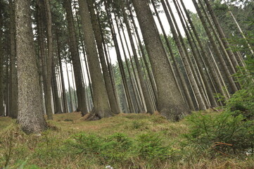 Obraz premium Hiking in Beskydy Mountains, spring is already coming