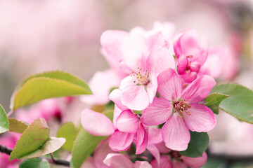 Blooming branch with pink blossoming flowers on a delicate pink background with sparkles