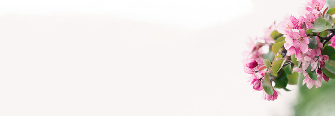 Blooming branch with pink blossoming flowers on a delicate white background . Copy space