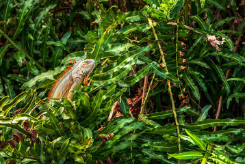Large green iguana lizard called Iguana iguana perches in a bush