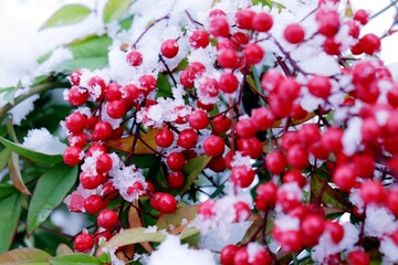 prima neve