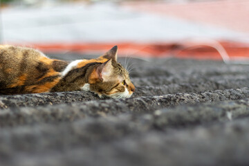 cat on a roof