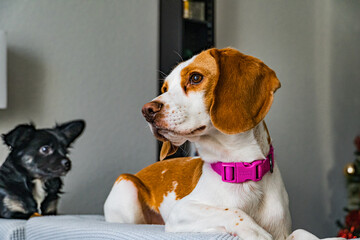 beagle sitting
