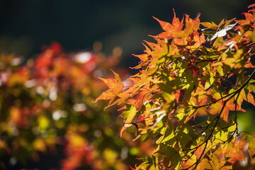 Autumn leaves at gomyo dam , orange maple leaves , higashikagawa city, Kagawa, Shikoku, Japan