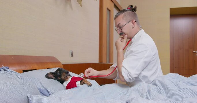 Veterinarian conducts medical examination of dachshund puppy lying in bed. Doctor checks heartbeat and lung function using stethoscope, rubs his forehead and mustache in puzzled manner.