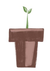 avocado sprout