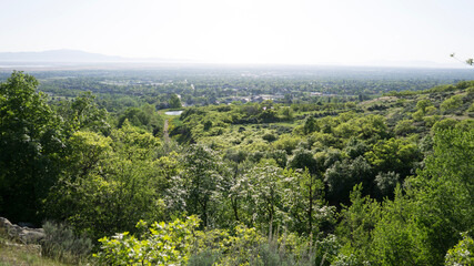 landscape with trees