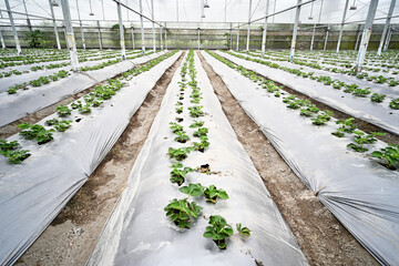 The rows of young strawberry plants growing in greenhouse.