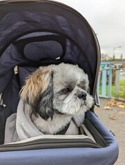 Chien, balade en poussette