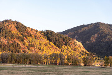Bright orange autumn basking