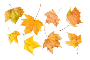 Maple autumn leaves on white background