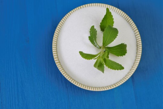 Stevia rebaudiana.Stevia green twig close-up into stevia powder in a round cup on bright blue background.Organic natural sweetener.