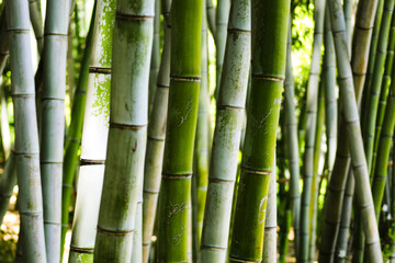 Bamboo at Huntington Gardens, Los Angeles, California