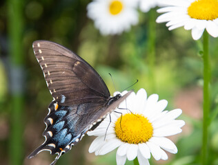 butterfly on camomile