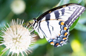 butterfly on a flower