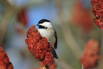 Mésange dans son environnement naturel