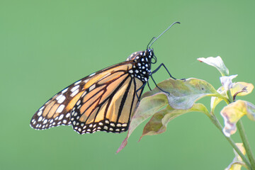 butterfly on flower