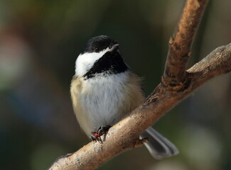 Mésange dans son environnement naturel