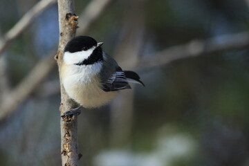 Mésange dans son environnement naturel
