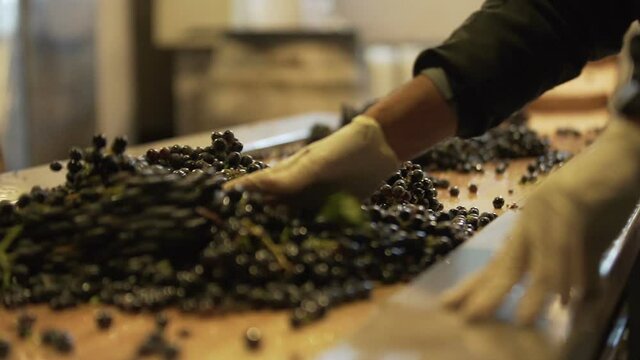 Manually partition of grapes on the conveyor line at a winery. Grapes on the conveyor line at a winery. Conveyor with red wine grape at wine factory. red wine production, alcohol drink. Slow Motion