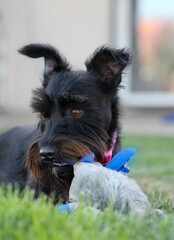 Miniature Schnauzer Miss Ruby