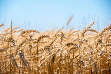 Campos sembrados de trigo