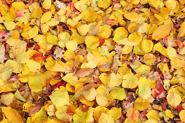 Different fallen leaves in autumn park