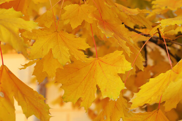 Yellow maple leaves in autumn park