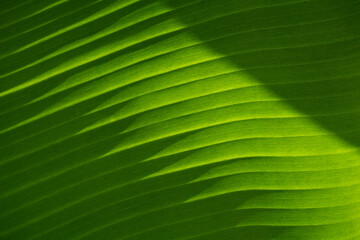 Texture of green banana leave, diagonal lines. Background of exotic leaves. Close-up.