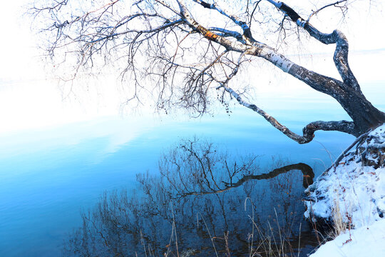 winter landscape. tree on the snowy bank near the river with reflection
