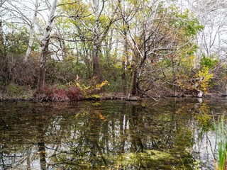 Broken reflective branches on a clear creek