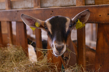 chèvre en train de manger