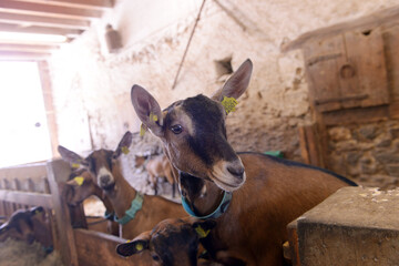 ch&egrave;vre d'&eacute;levage