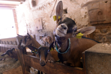 ch&egrave;vre pour le fromage