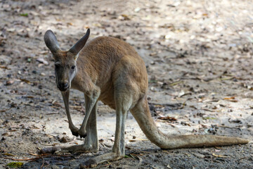 The kangaroo is stay and stand up in garden