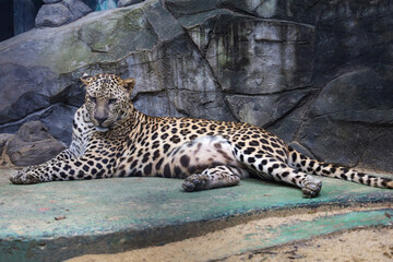 The leopard tiger is rest and sit down