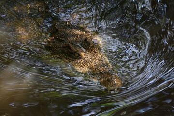 Close up head crocodile is show head in river