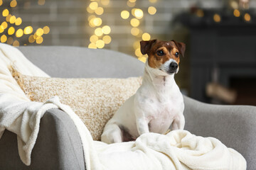 Cute Jack Russel Terrier at home on Christmas eve