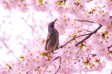 桜木に止まり蜜を吸うヒヨドリ