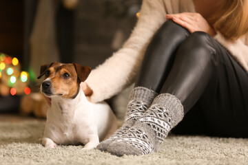 Cute Jack Russel Terrier with owner at home on Christmas eve