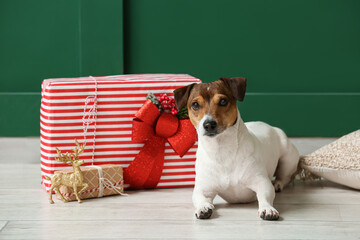 Cute Jack Russel Terrier with Christmas gifts near color wall